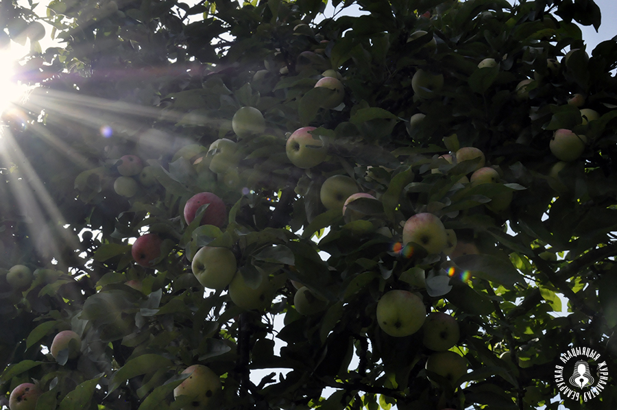 Вакол сядзібы Агінскіх месціцца прыгожы парк і яблыневы сад. Цудоўнае месца для прагулак