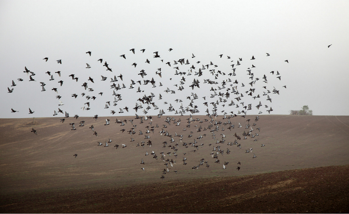 Наталия Дорош