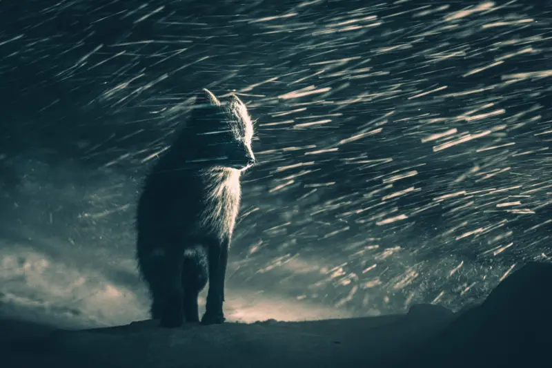 фото победителей конкурса Sony World Photography Awards 2026