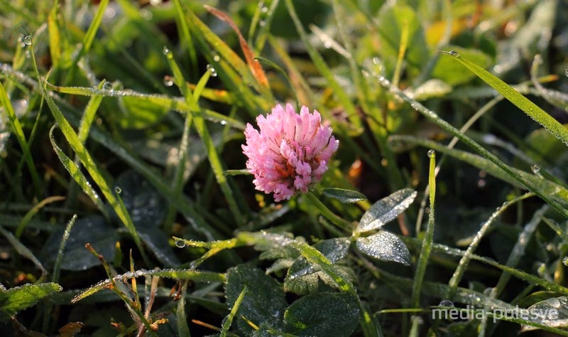 Васіль Мацкевіч